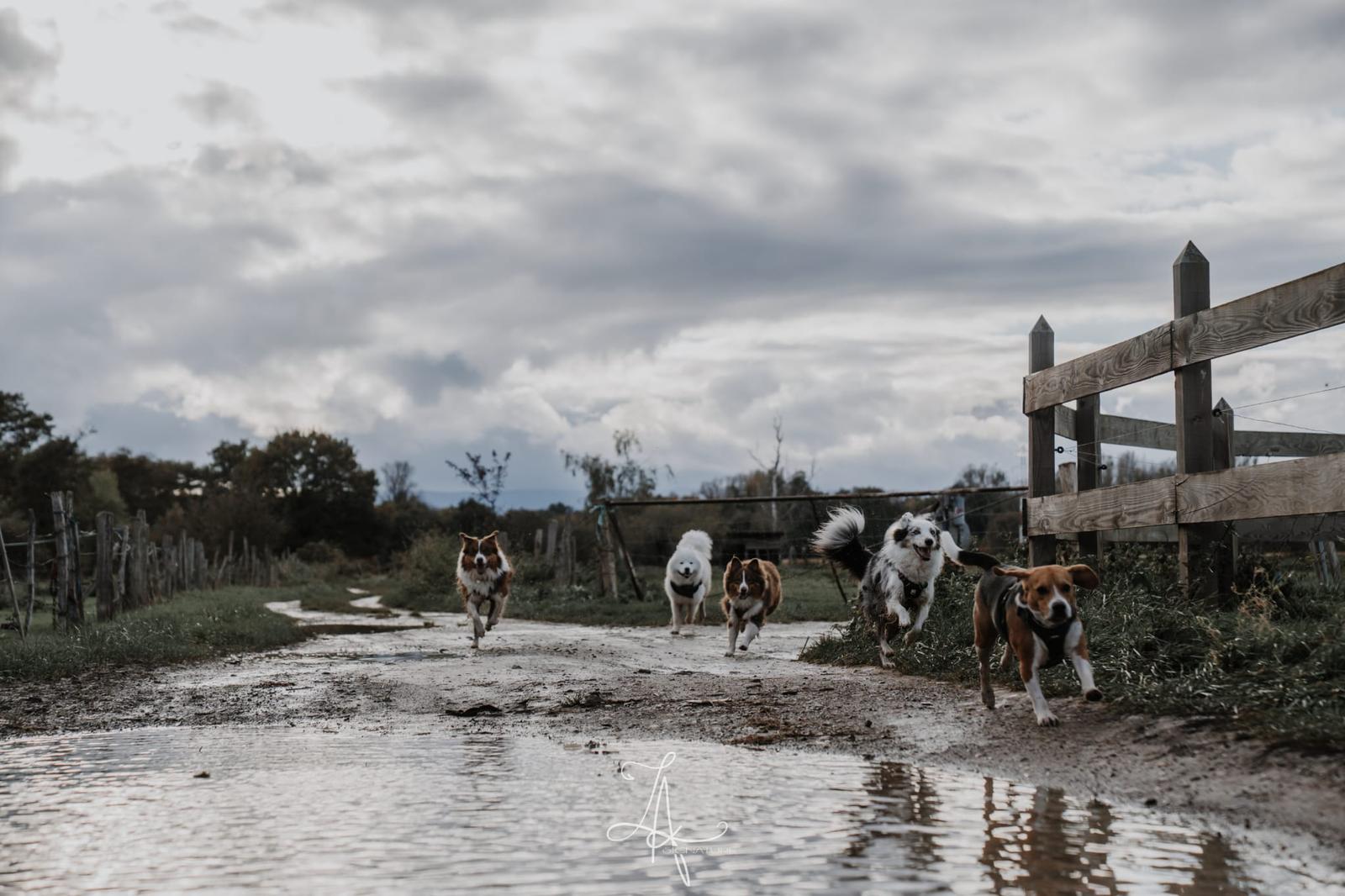 Cinq chiens qui courent ensemble sur un chemin de campagne