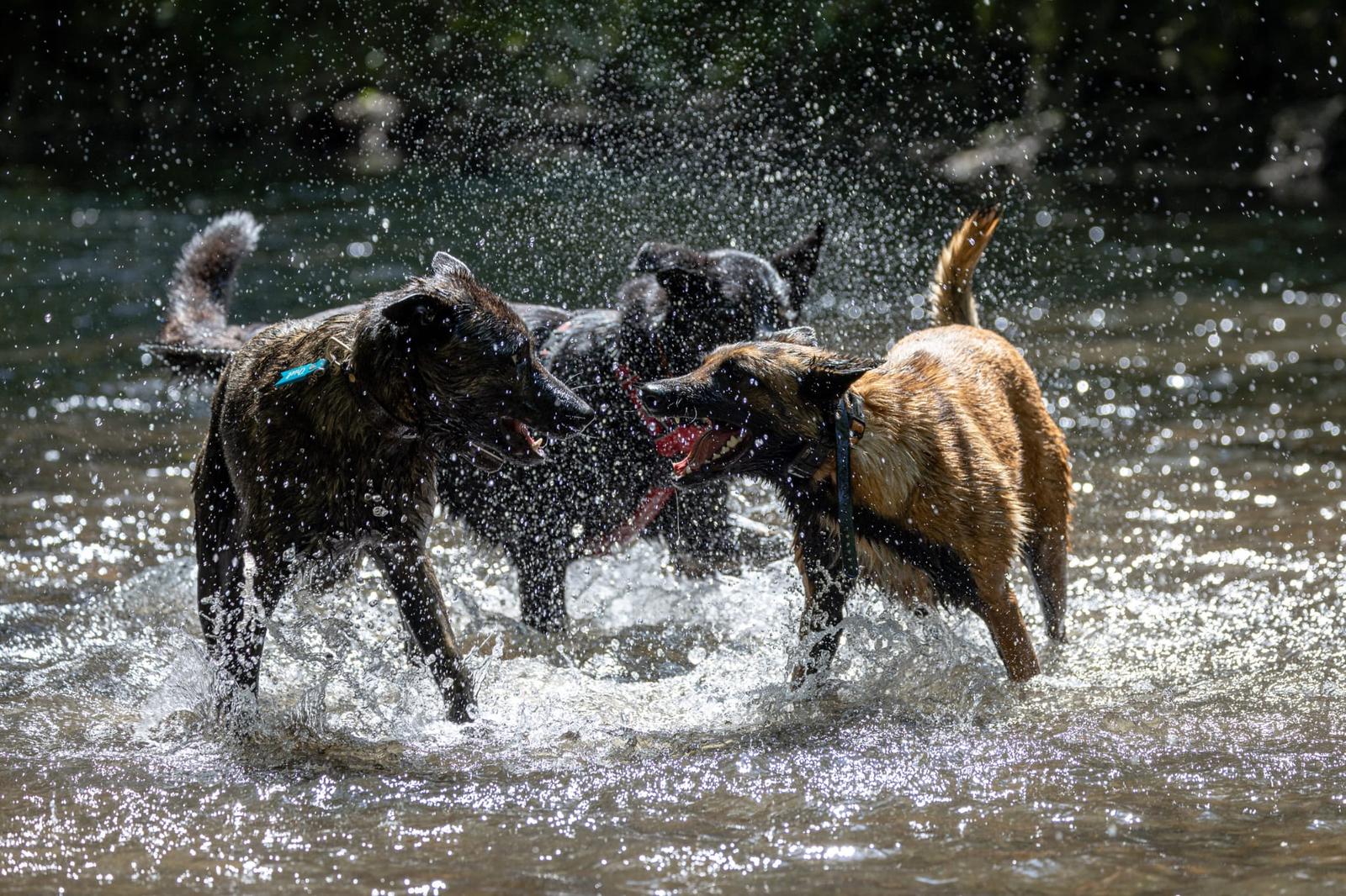 Trois chiens qui jouent et s'éclaboussent dans une rivière