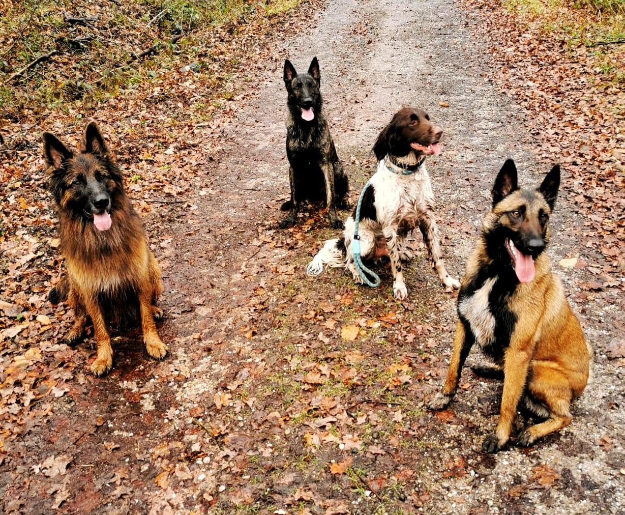 Quatre chiens assis sagement sur un chemin en forêt