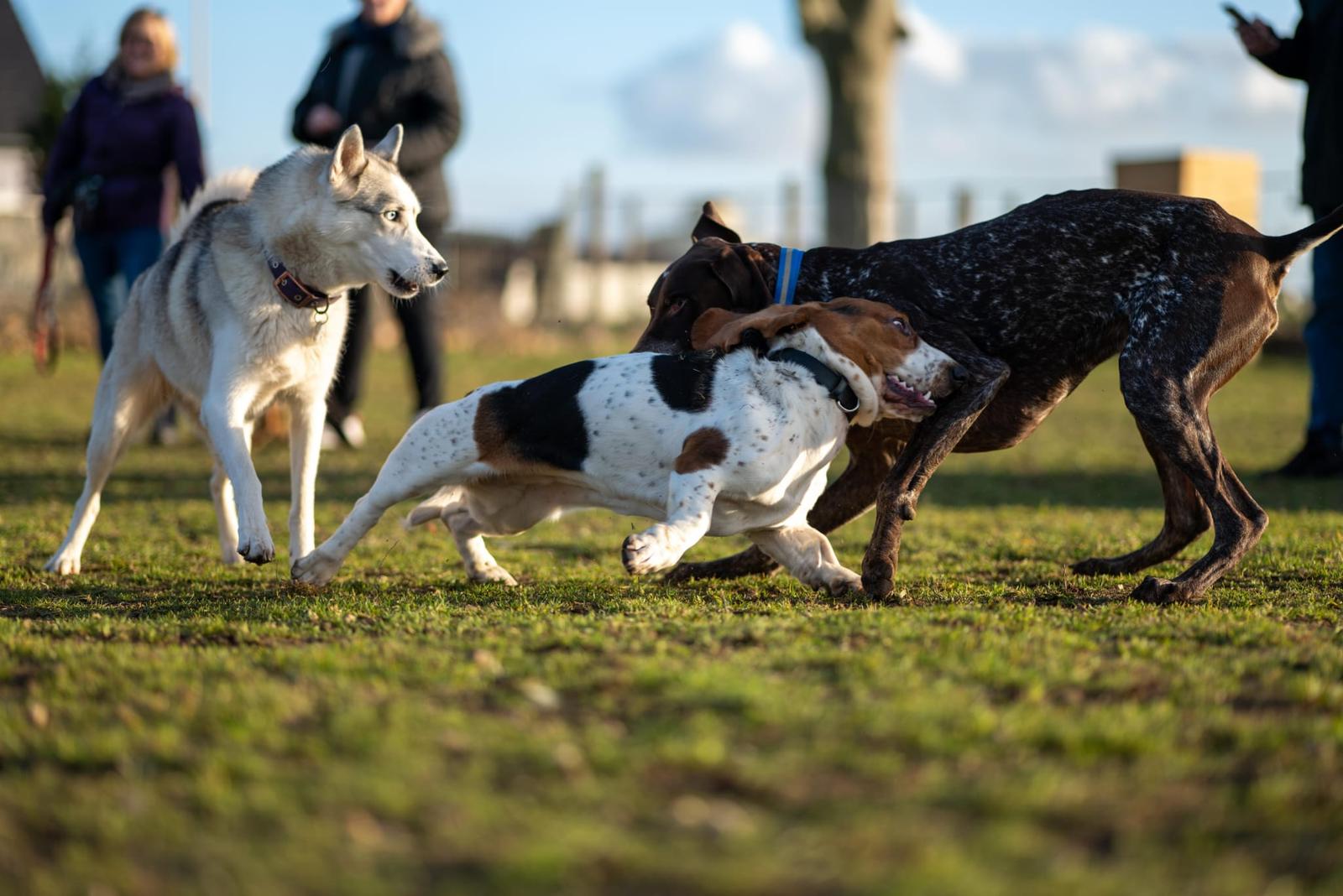 Trois chiens qui jouent ensemble dans un pré