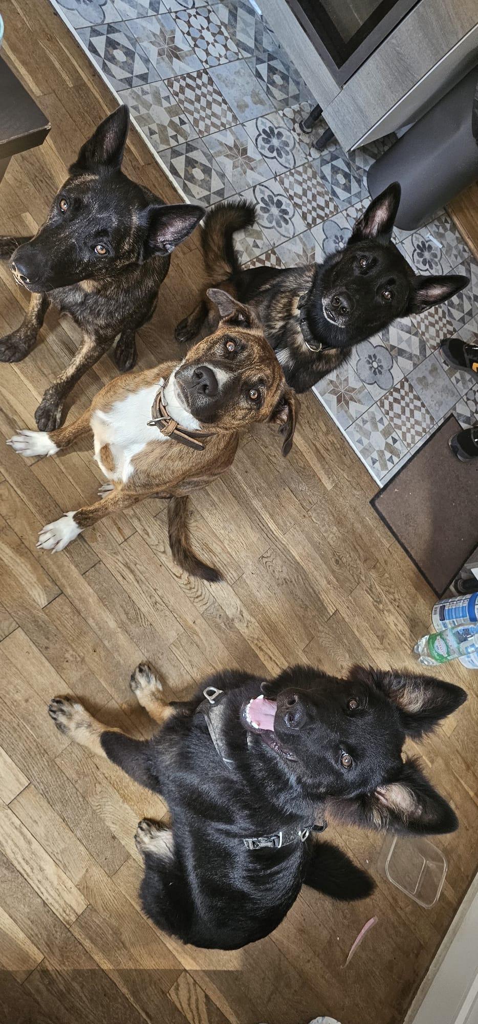 Quatre chiens réunis dans la maison, sur le parquet