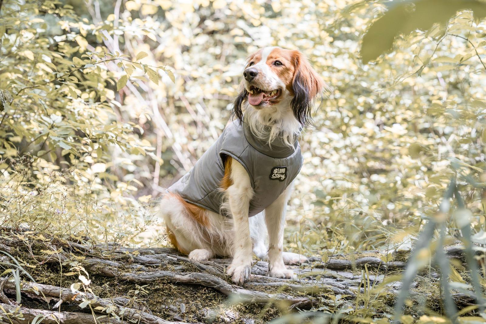 Un chien en manteau assis en forêt